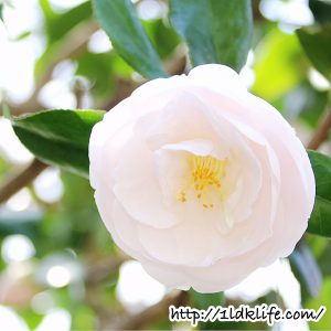 花見散歩_椿？