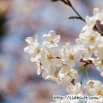 花見2018桜