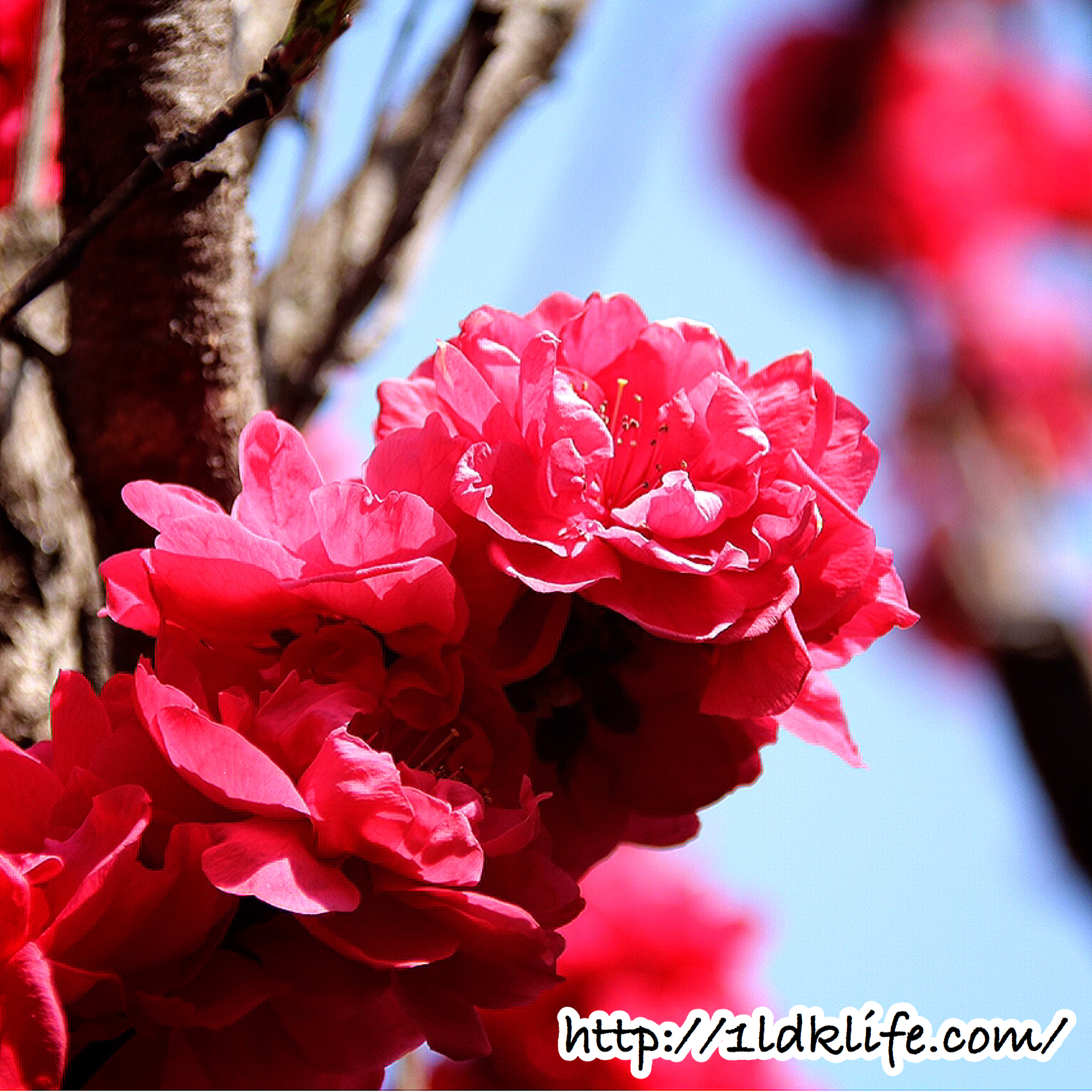 花見散歩_赤い桜？